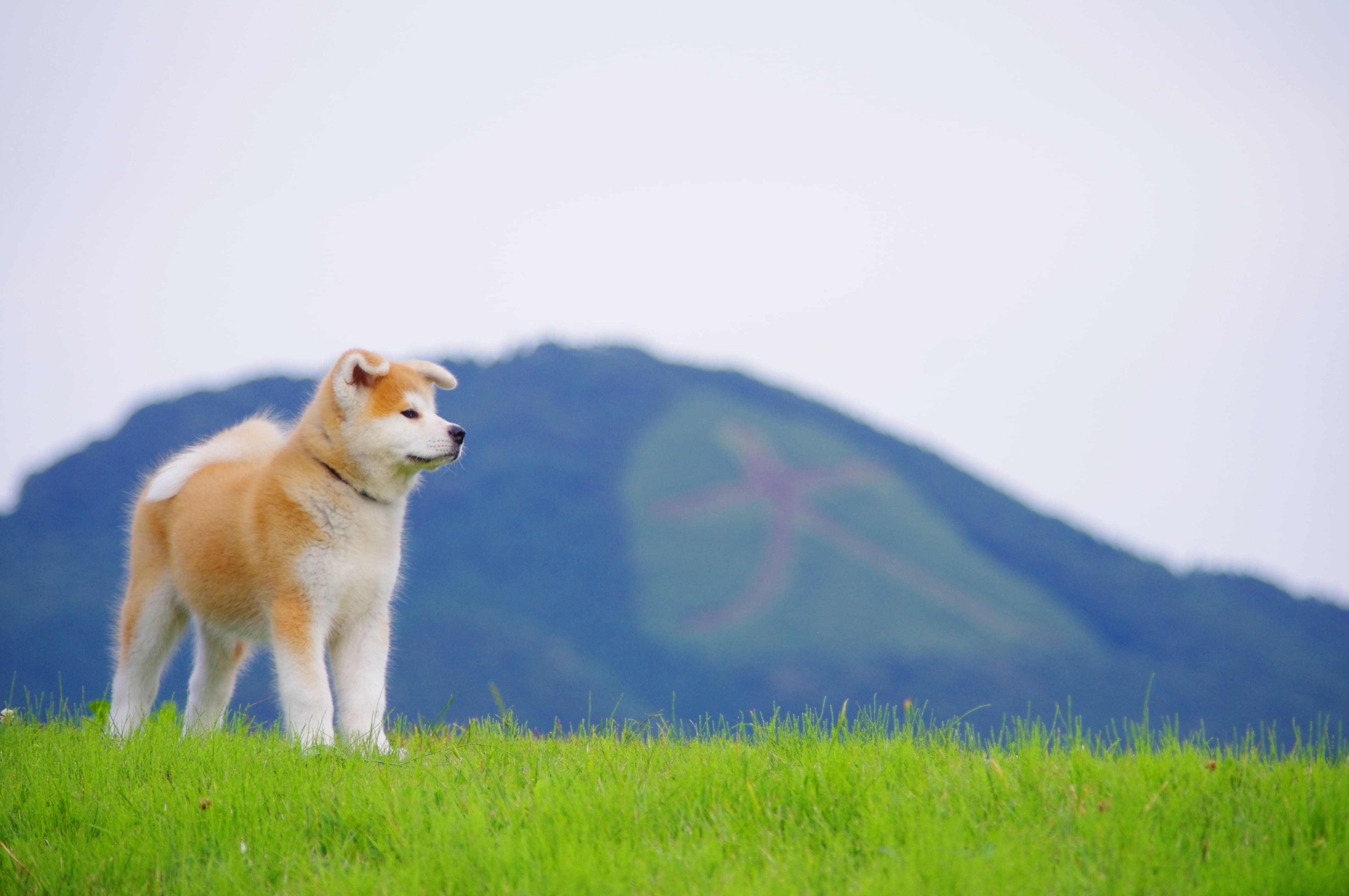 秋田犬のふるさと・大館