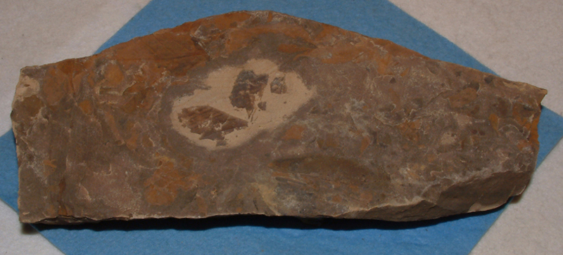 粘板岩中の植物化石画像2