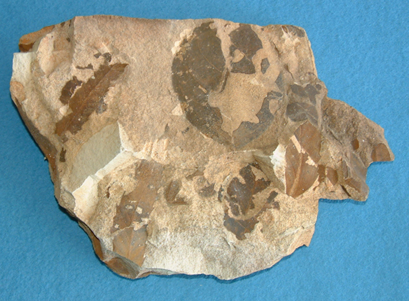 粘板岩中の植物化石画像2