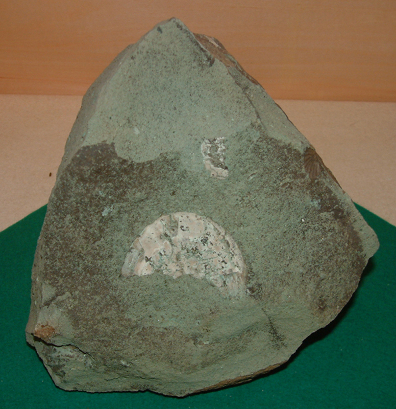 凝灰岩中の二枚貝の化石画像2
