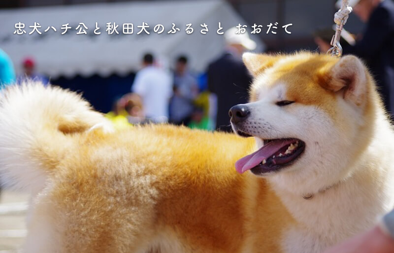 忠犬ハチ公と秋田犬のふるさと