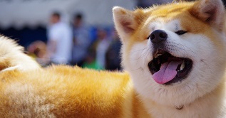 秋田犬の写真