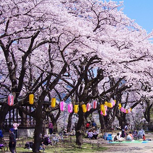 大館桜まつり 花見の写真