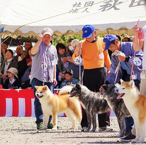 天然記念物秋田犬 本部展覧会 秋田犬紹介の写真