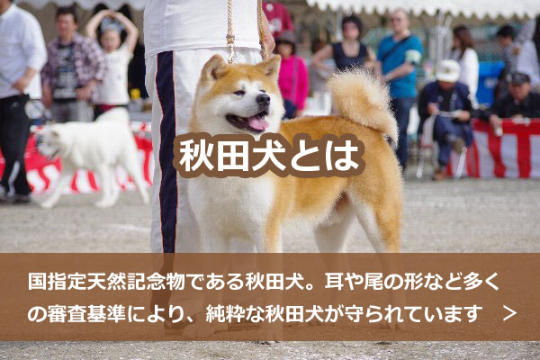 画像：秋田犬とは