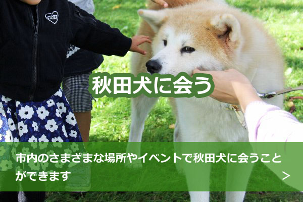 画像：秋田犬に会う