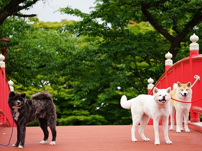 akitainu_3syoku.jpg