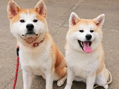 秋田犬と出会える施設 イベント 大館市役所