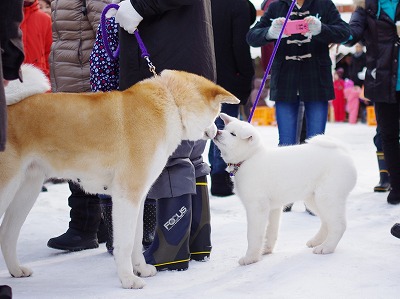 torinoichi_akitainu.jpg