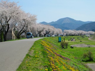 写真：長木川河川敷の桜並木
