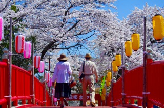 写真：大館桜まつり２