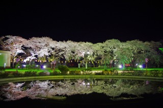 写真：桜のライトアップ