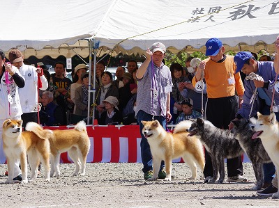 写真：第１４０回秋田犬本部展覧会