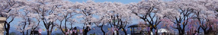 写真：大館桜まつり [75KB]