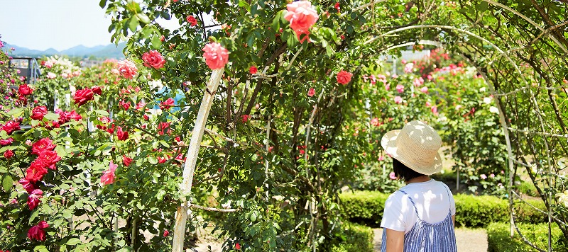 写真：大館バラまつり