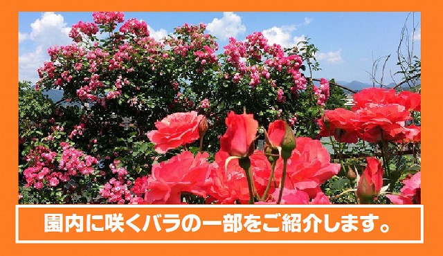 画像：園内に咲くバラ