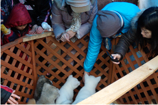 秋田犬游行接触专柜