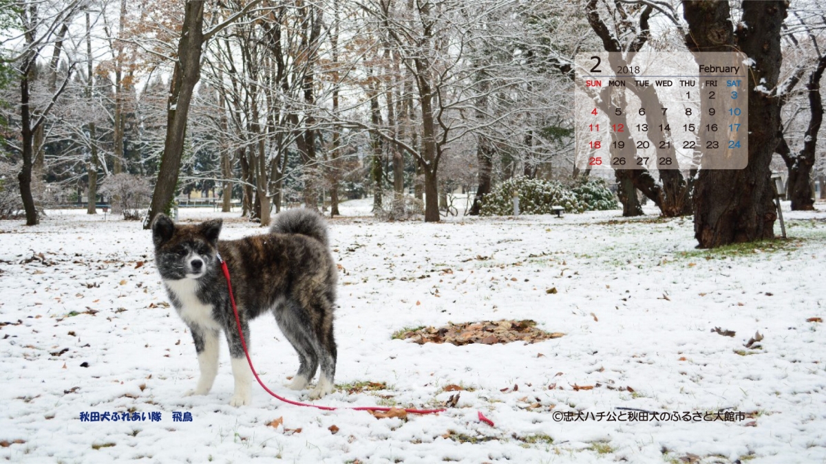 あ きた いぬ年 秋田犬デジタルカレンダー 大館市役所