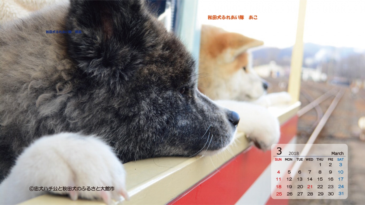 あ きた いぬ年 秋田犬デジタルカレンダー 大館市役所