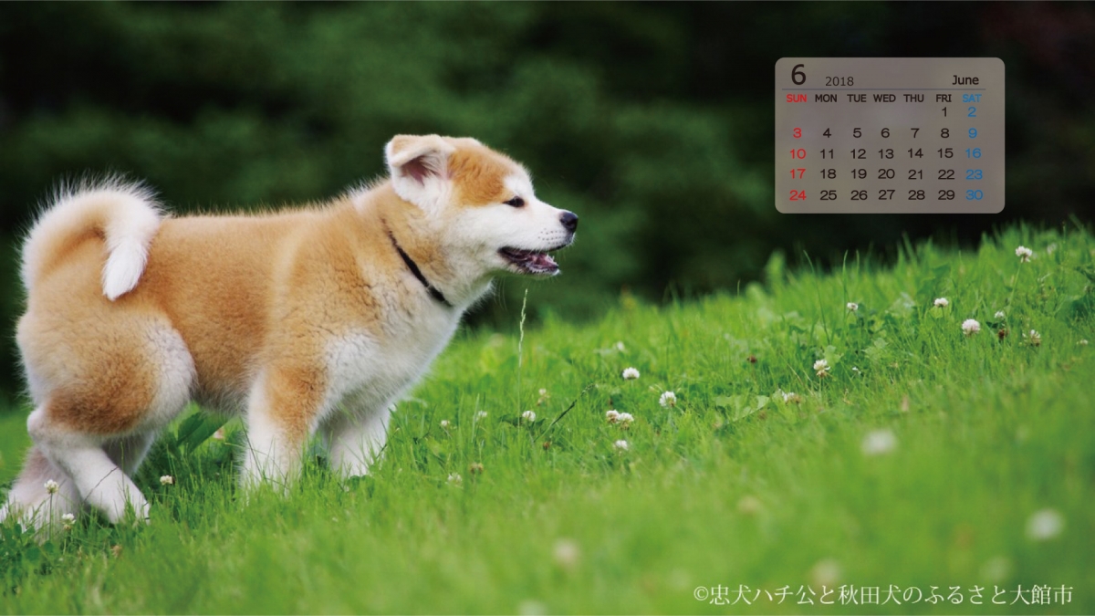 あ きた いぬ年 秋田犬デジタルカレンダー 大館市役所