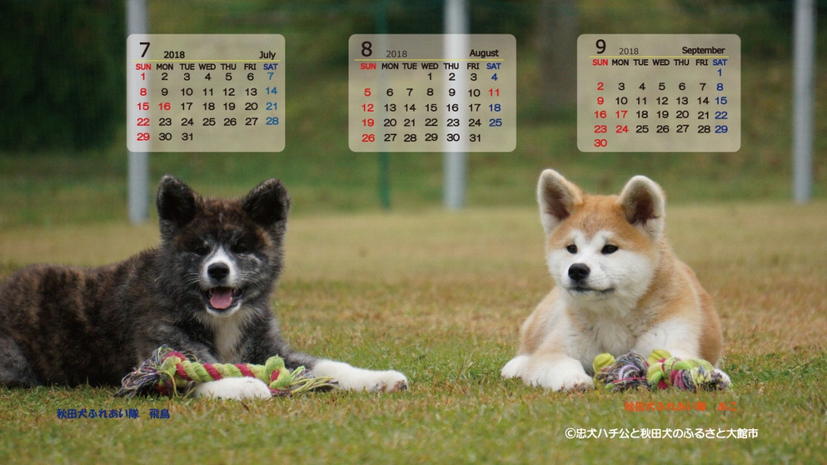 あ きた いぬ年 秋田犬デジタルカレンダー 大館市役所