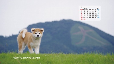 あ きた いぬ年 秋田犬デジタルカレンダー 大館市役所