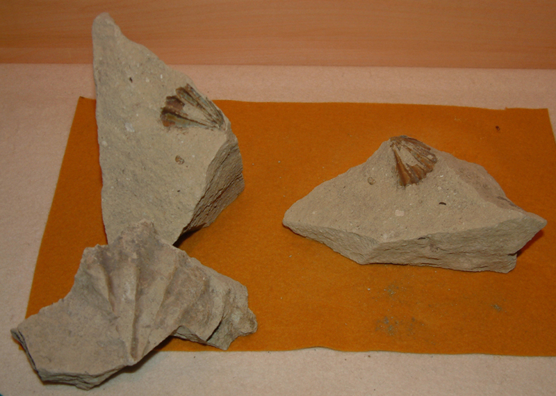 凝灰岩中の貝の化石