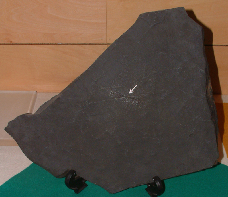 粘板岩中の植物化石