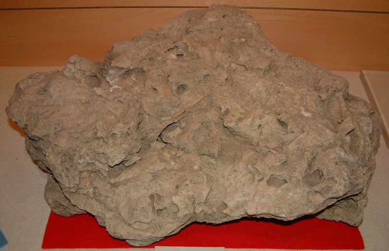 石灰岩中の植物化石