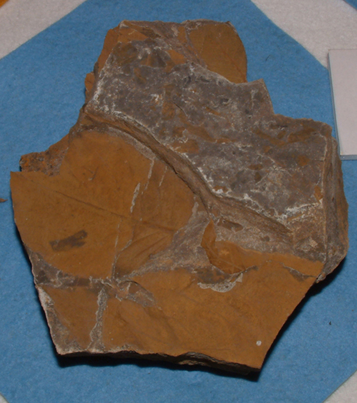 粘板岩中の植物化石