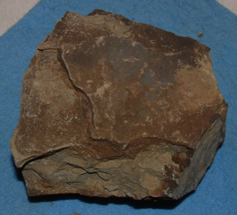 泥岩中の植物化石