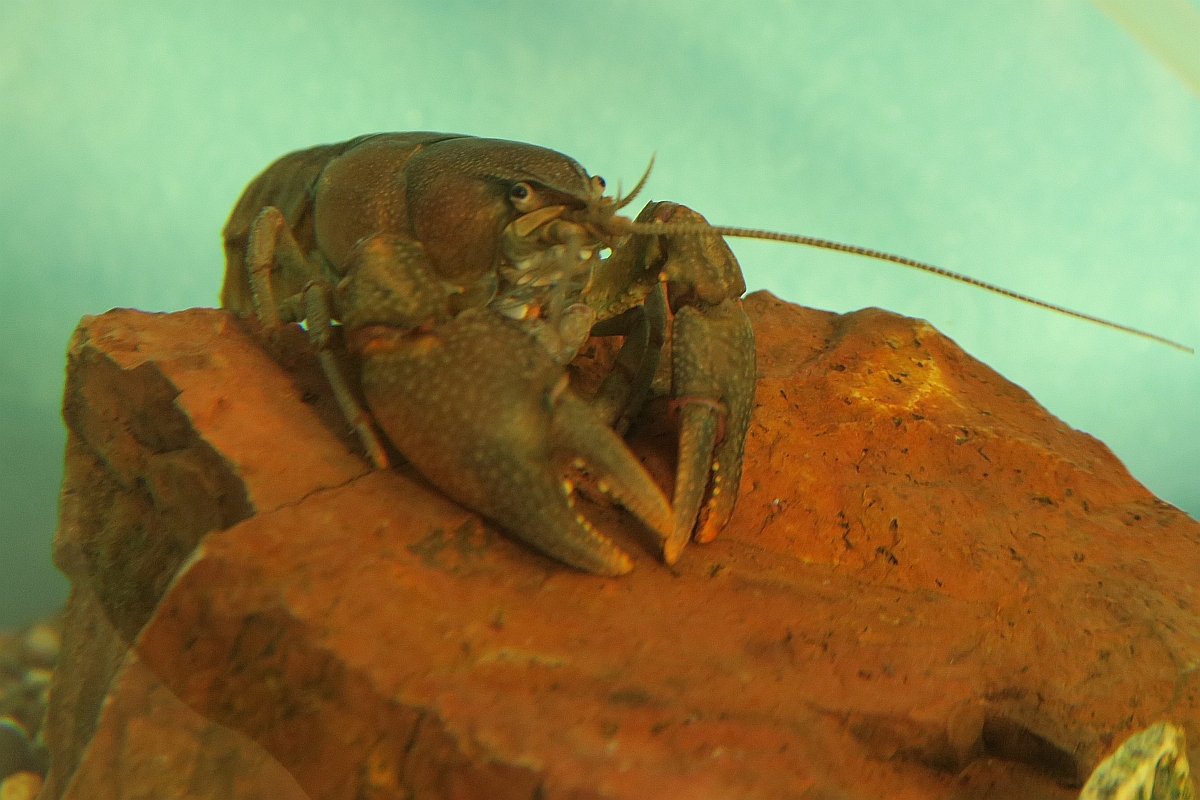 ニホンザリガニの飼育 増殖の記録 大館市役所