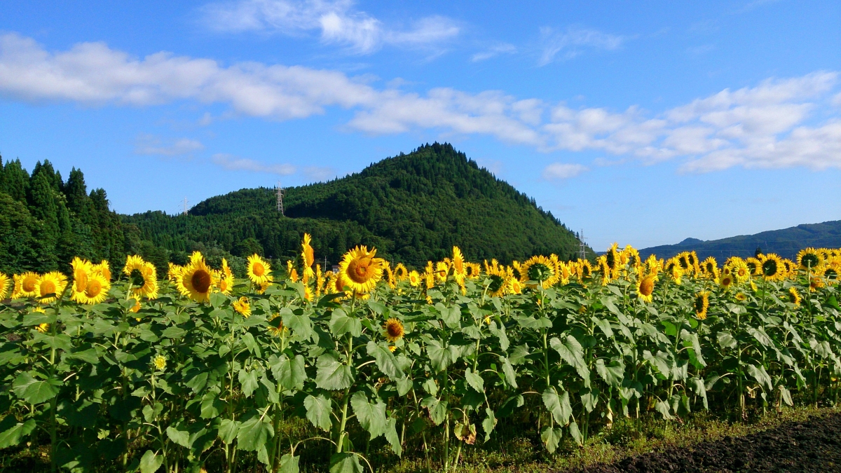 写真：達子森