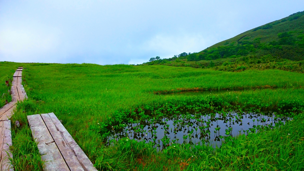 写真:高山植物が広がるその景観「雲上のアラスカ庭園」