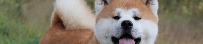 akitainu top.jpg