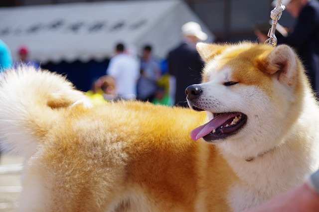 akitainu hyoujun.jpg