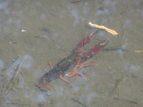 ザリガニ生息分布調査の結果概要 12 大館市役所