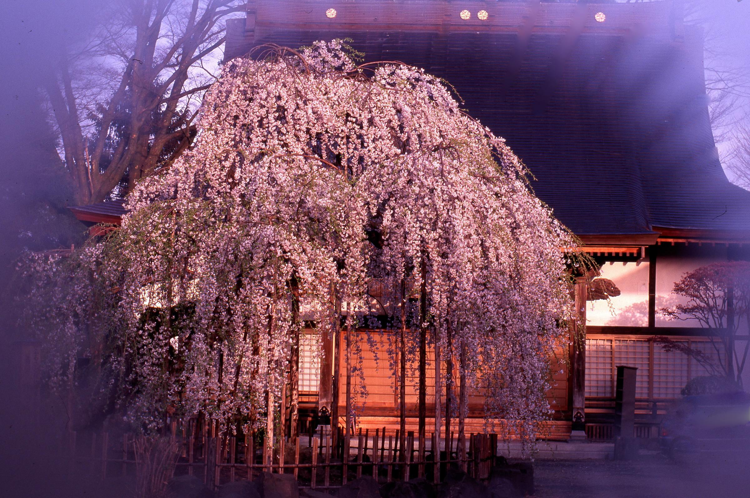  [枝垂桜満開]